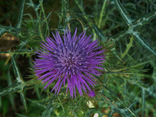 Galactites tomentosus (4)