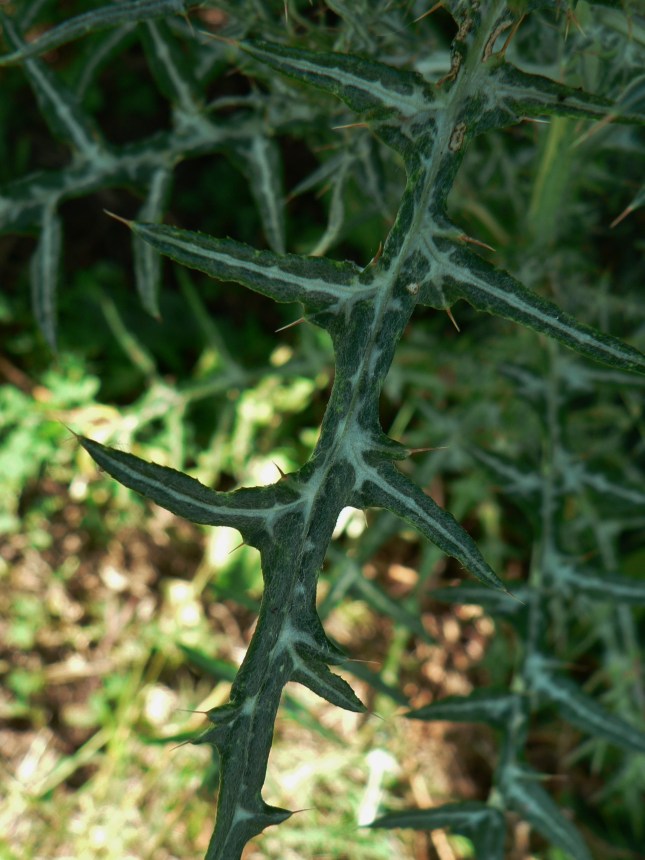 Galactites tomentosus (5)