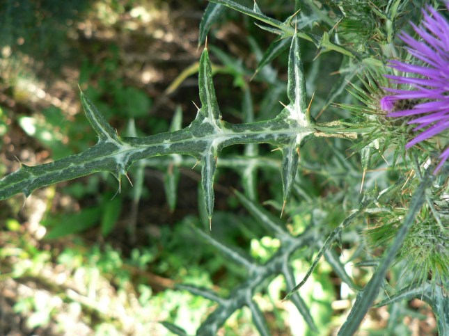 Galactites tomentosus (6)