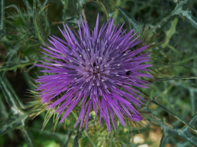 Galactites tomentosus (7)