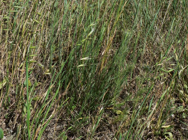 Galatella linosyris (1)