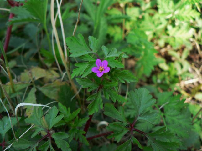 GERANIUM purpureum2