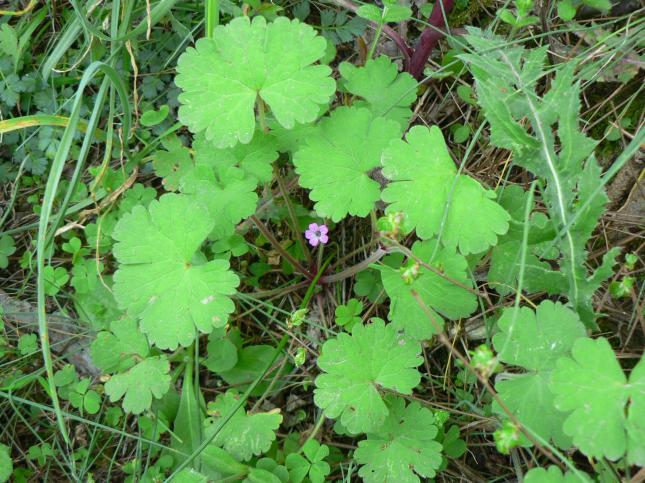 GERANIUM rodundifolium1
