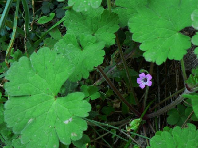 GERANIUM rodundifolium2