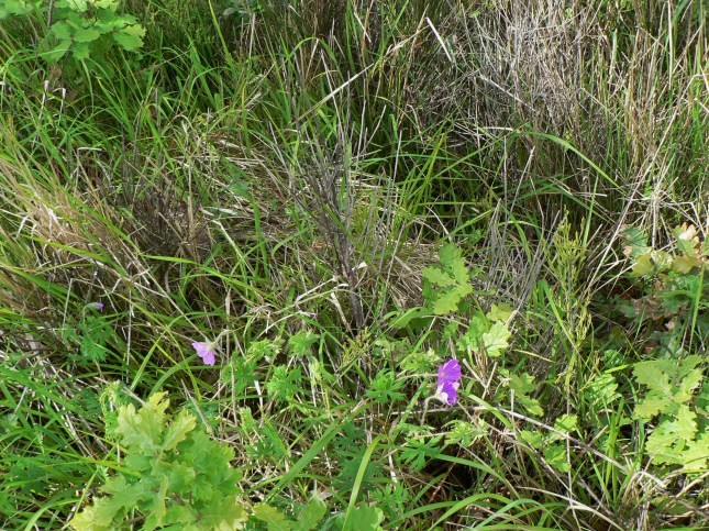 geranium samguineum (3)