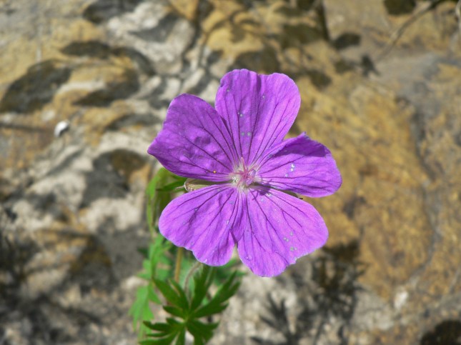 geranium samguineum (4)