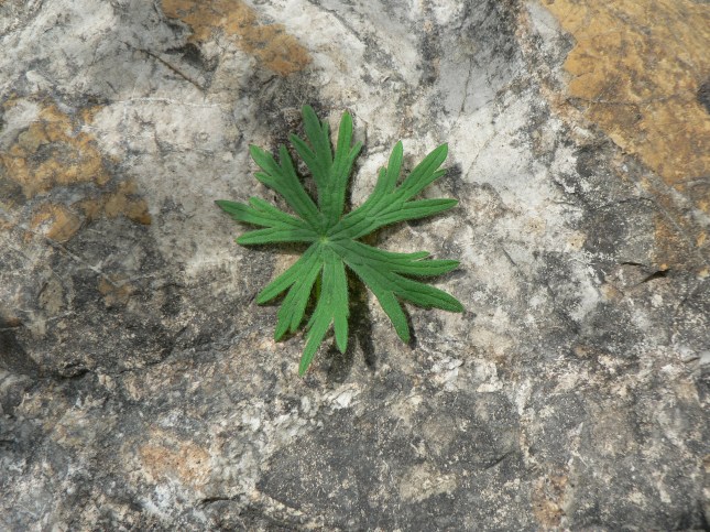 geranium samguineum (5)