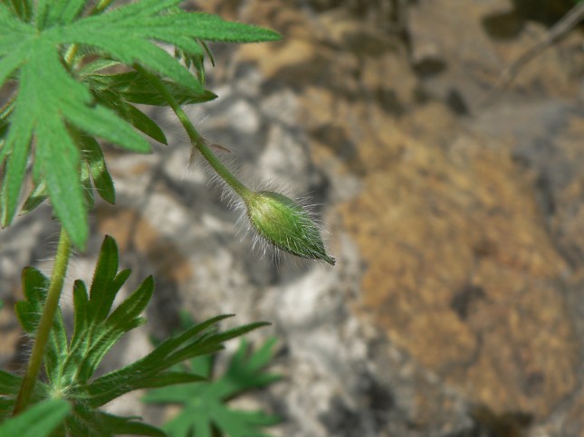 geranium samguineum (6)
