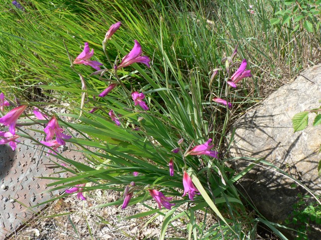 Gladiolus italicus (1)