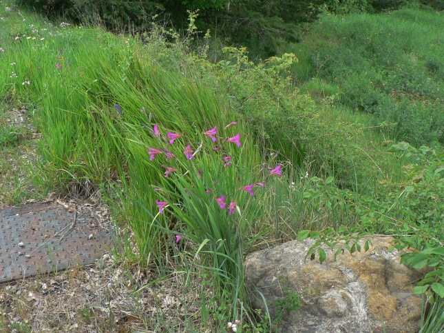 Gladiolus italicus (2)