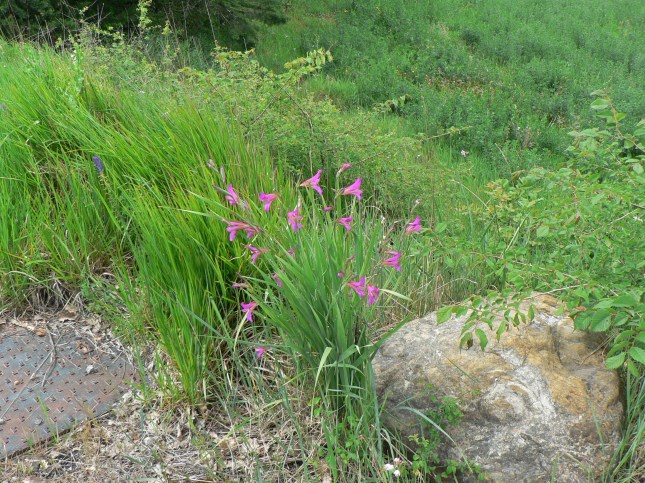 Gladiolus italicus (3)