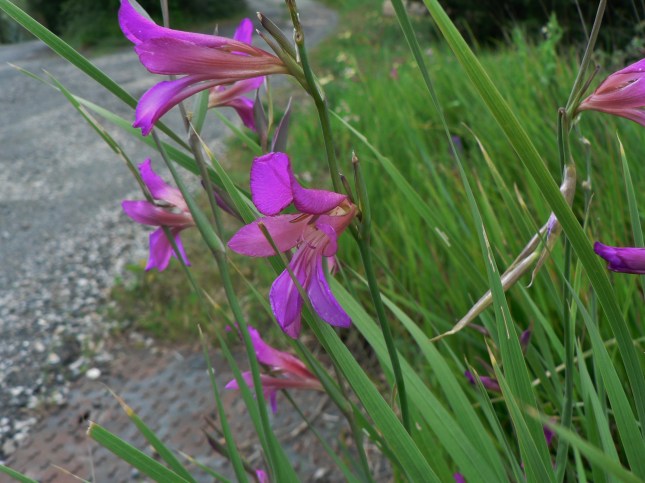 Gladiolus italicus (4)