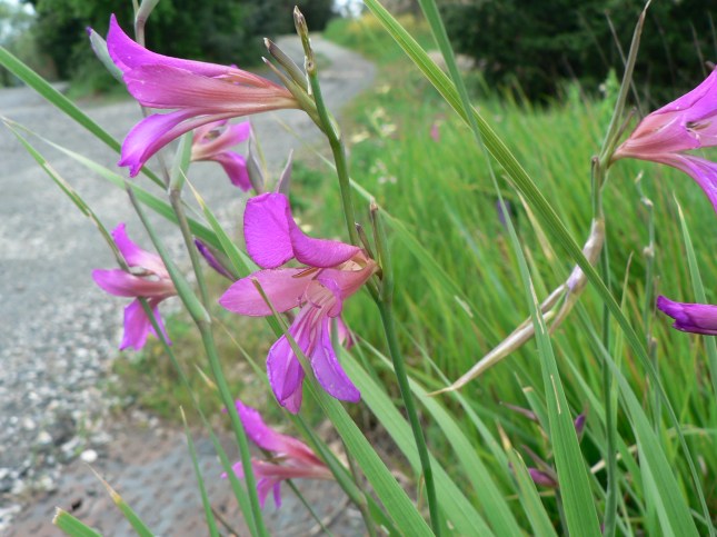 Gladiolus italicus (6)