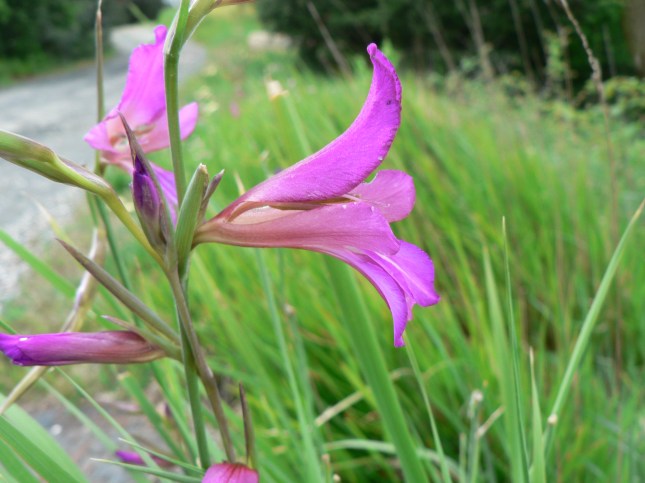 Gladiolus italicus (7)