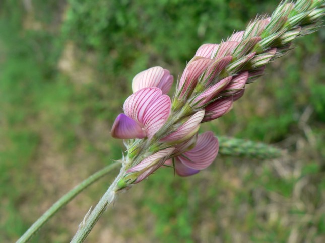 Hedysarum coronarium (1)
