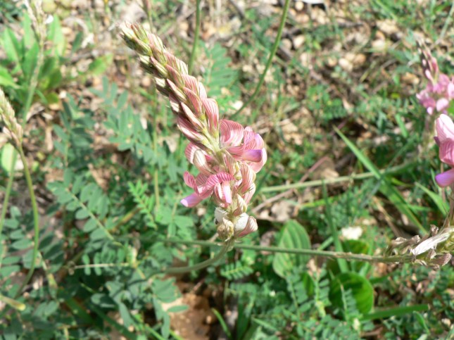 Hedysarum coronarium (2)