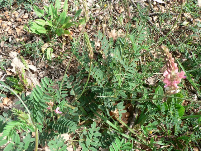 Hedysarum coronarium (3)