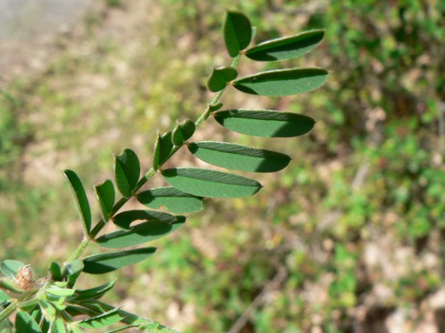 Hedysarum coronarium (4)