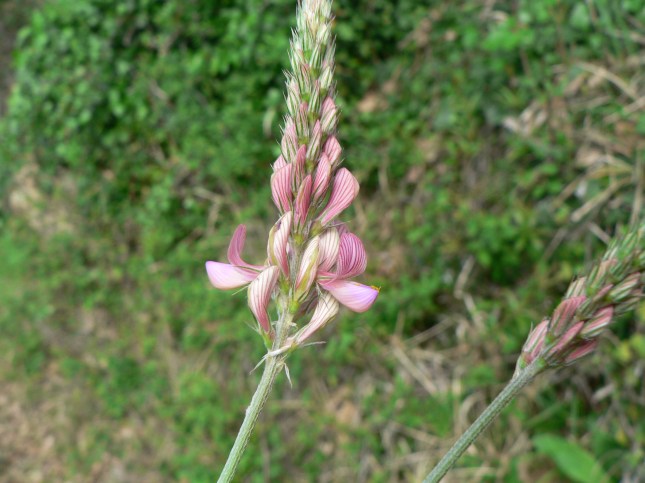 Hedysarum coronarium (5)