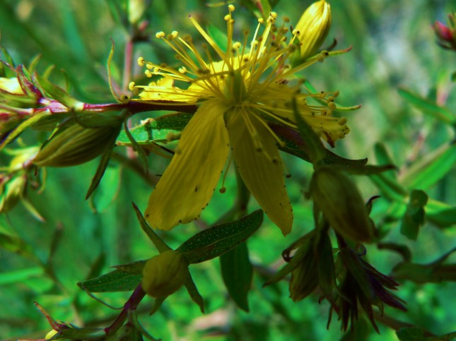 ipericum perforatum (1)