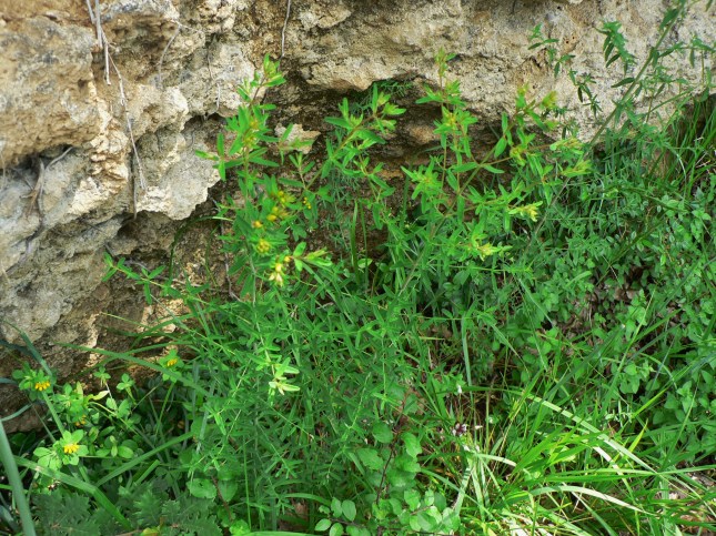 ipericum perforatum (2)