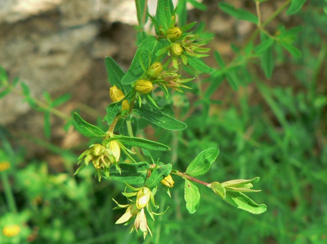 ipericum perforatum (3)