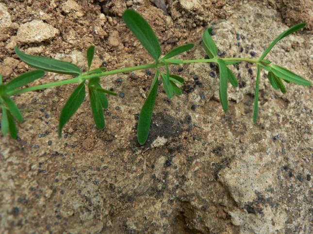 ipericum perforatum (4)