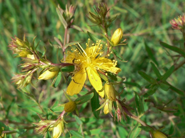 ipericum perforatum (5)