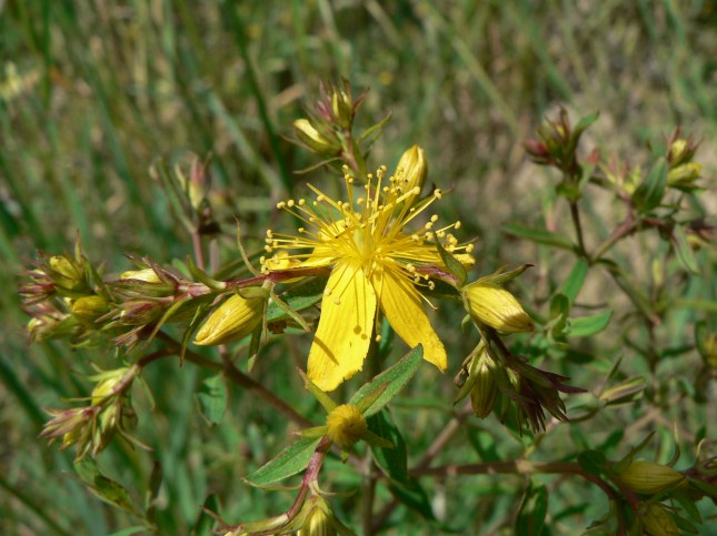 ipericum perforatum (6)