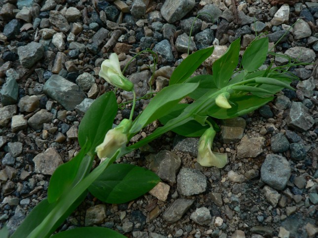 Lathyrus ochrus (6)