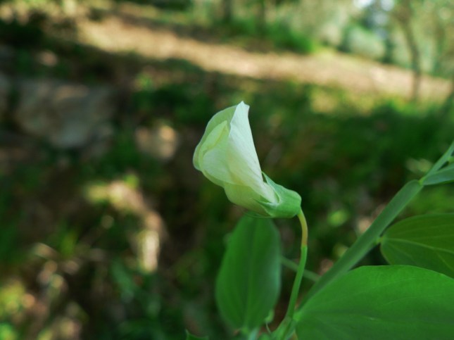 Lathyrus ochrus (7)
