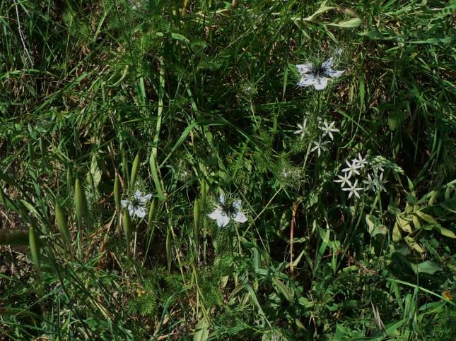 nigella damascena (1)