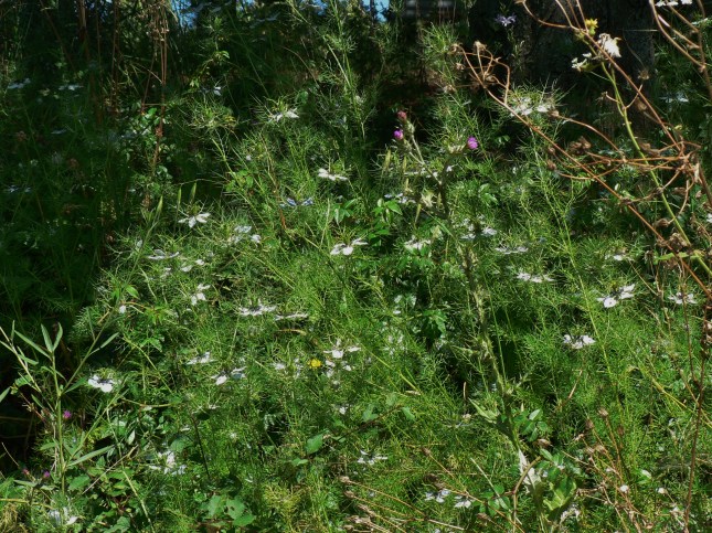 Nigella damascena (1)