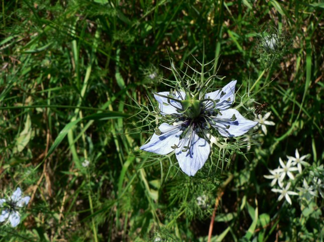 nigella damascena (2)