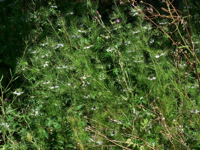 Nigella damascena (2)