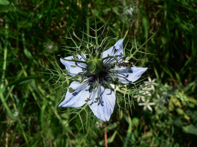 nigella damascena (3)