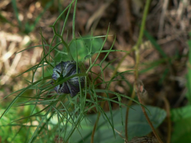 nigella damascena