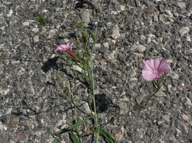 onvolvulus cantabrica (1)