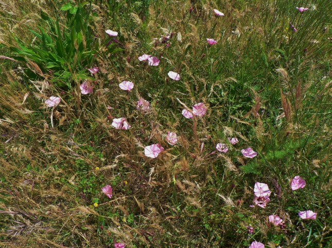 onvolvulus cantabrica (2)