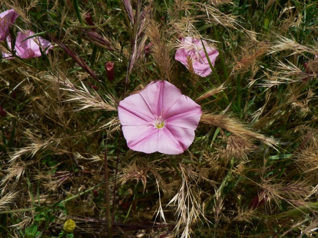 onvolvulus cantabrica (3)