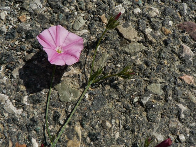 onvolvulus cantabrica (7)