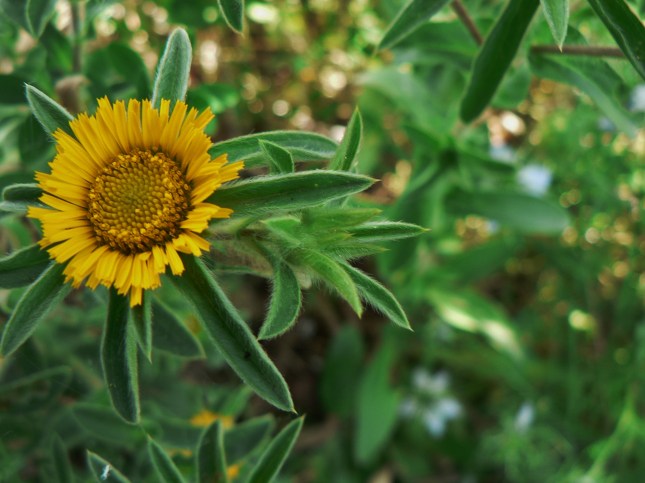Pallenis spinosa (1)