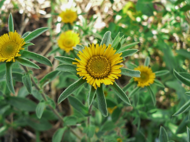 Pallenis spinosa (2)