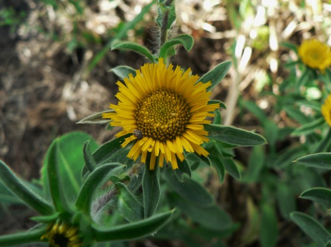 Pallenis spinosa (3)