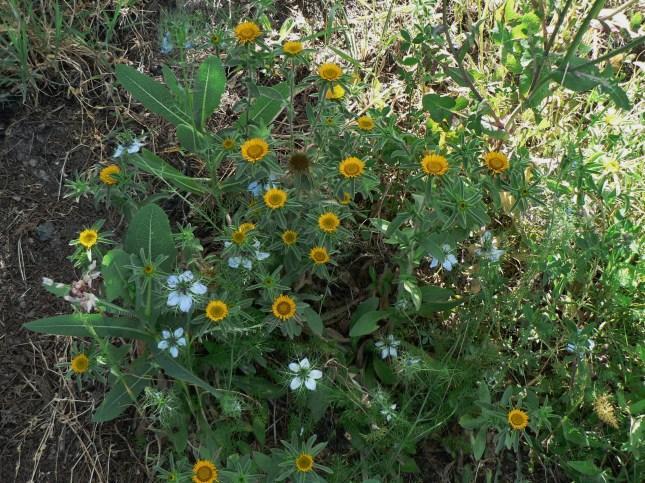 Pallenis spinosa (5)