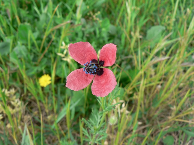 Papaver hybridum (1)