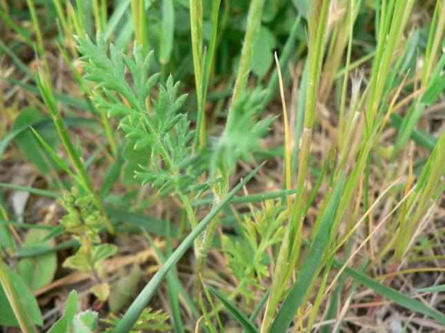 Papaver hybridum (2)