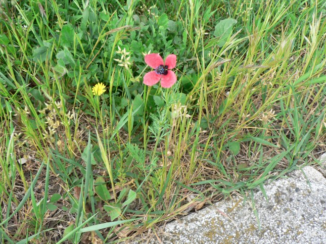 Papaver hybridum (3)