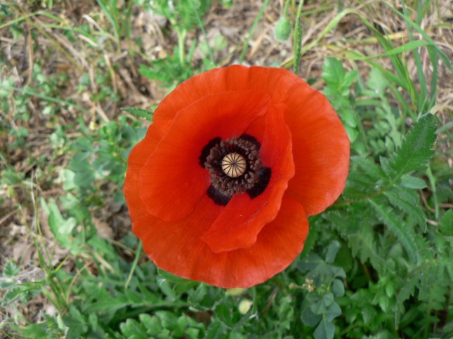 Papaver rhoeas (2)