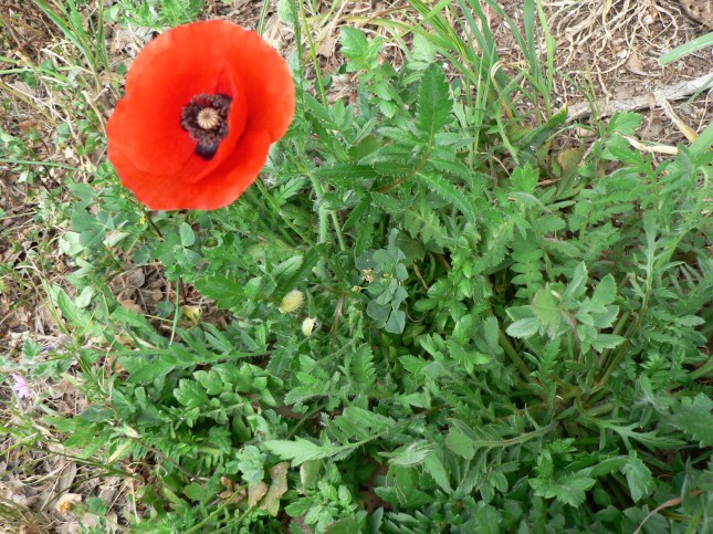 Papaver rhoeas (3)